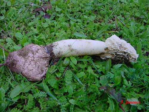 Phallus hadriani